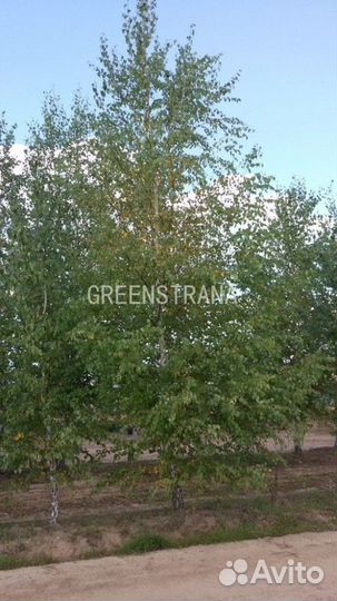 Береза Бородавчатая/600-700 см о/с 25-35