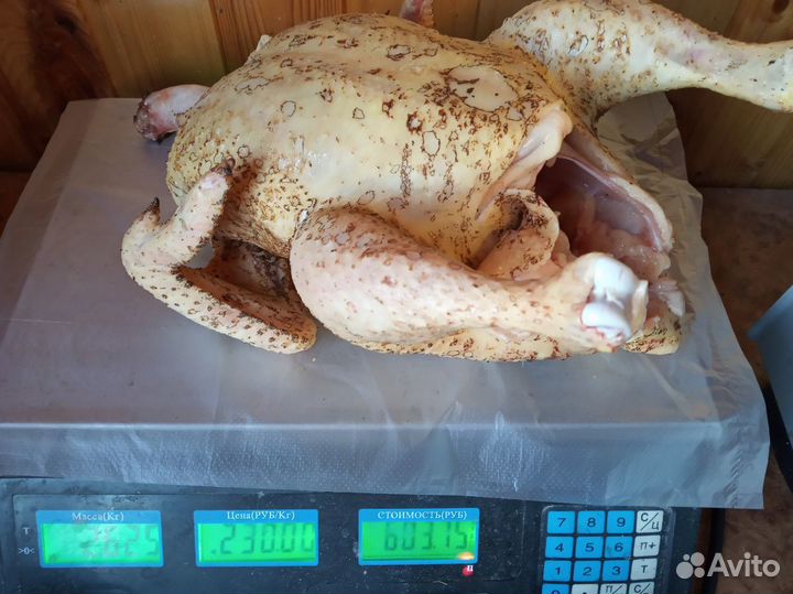 Мясо домашнего бройлера