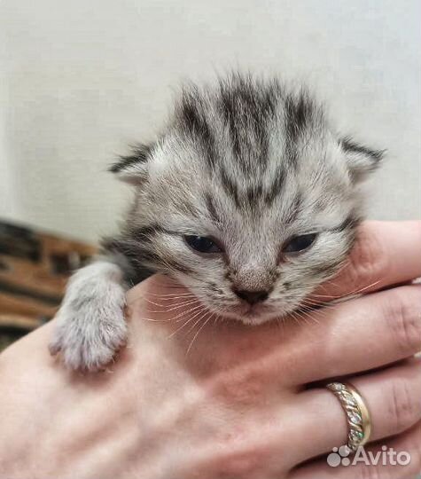 Шотландские котята