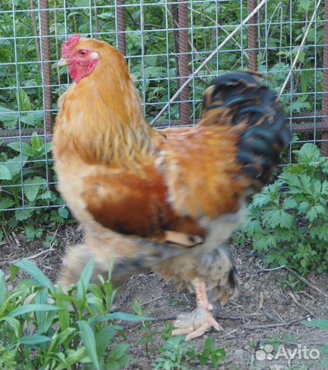 Куры петухи брама изабелла, палевая.Индюки
