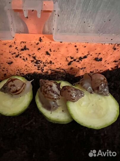 Улитки ахатины большие