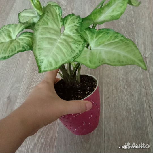 Комнатные цветы