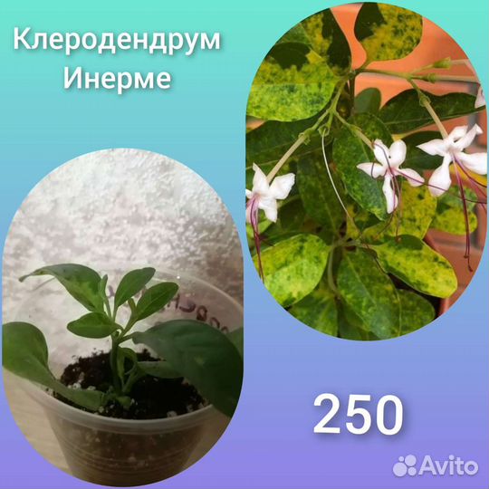 Клеродендрумы инерме и Швайнфурта