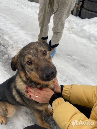 Собака в добрые руки