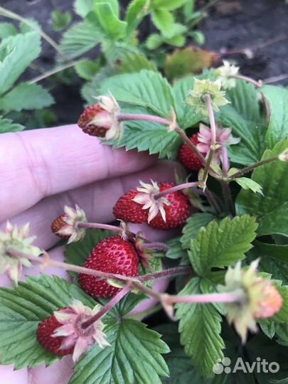 Земляника садовая