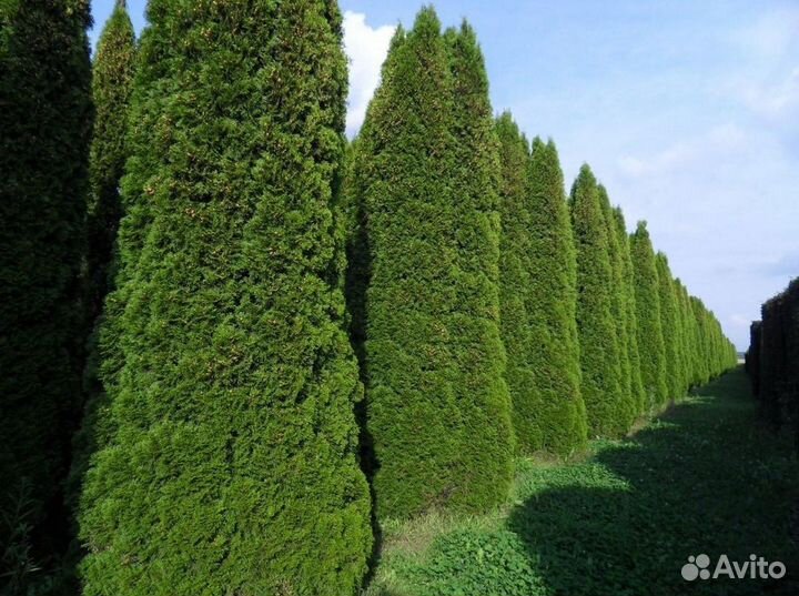 Туи 150 см