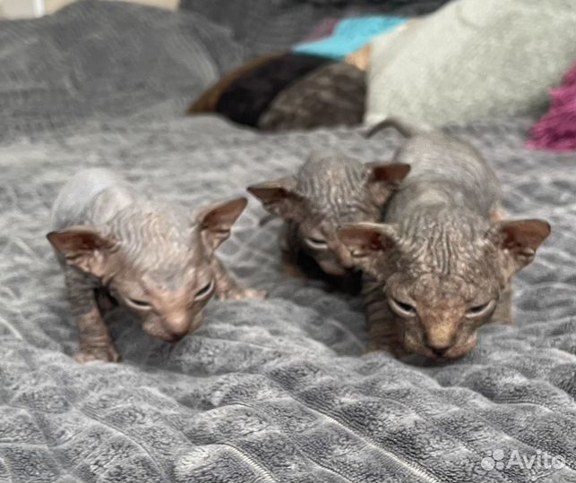 Котята сфинкс