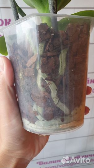 Орхидея Фаленопсис Кимоно Пелорик Трилипс