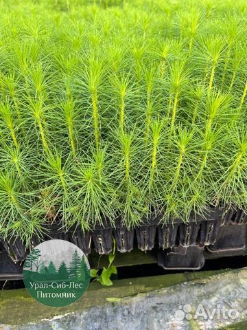 Сеянцы зкс Сосна окс Ель Лиственница Горная