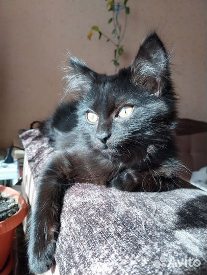 Кошечка ищет дом