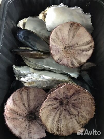 Ракушки морские