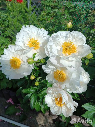 Пион мисс америка