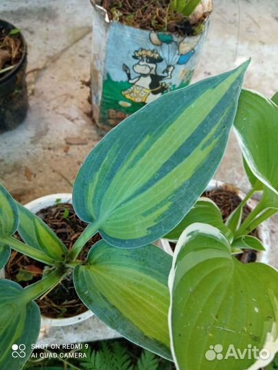 Многолетники для сада