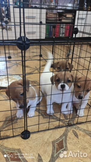 Щенки джек рассел терьер