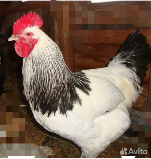 Молодые петушки