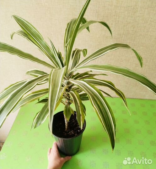 Драцена биколор