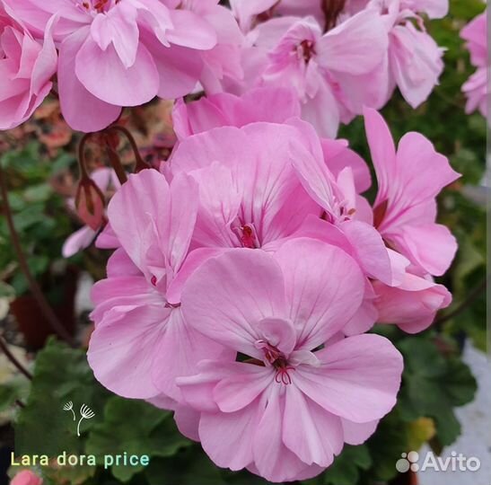 Сортовые пеларгонии