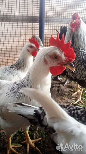 Петух Кученская Юбилейна Брама Пушкинская Дворянин