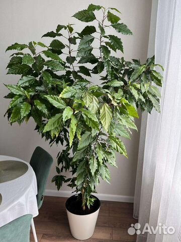 Гибискус (китайская роза)