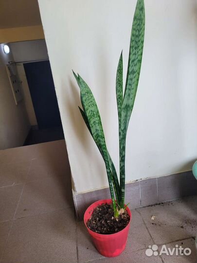 Сансевиерия