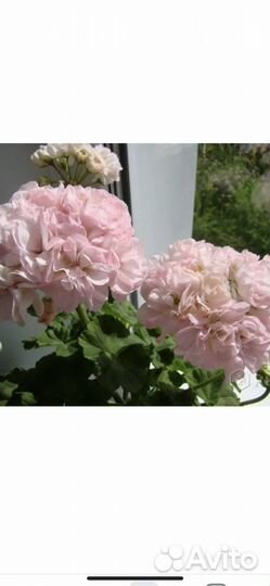 Dovepoint, april snow