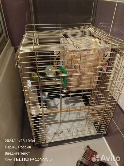 Попугай волнистые