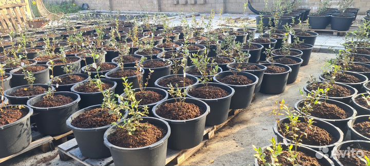 Голубика 3 летняя + Таз с торфом верховой кислый