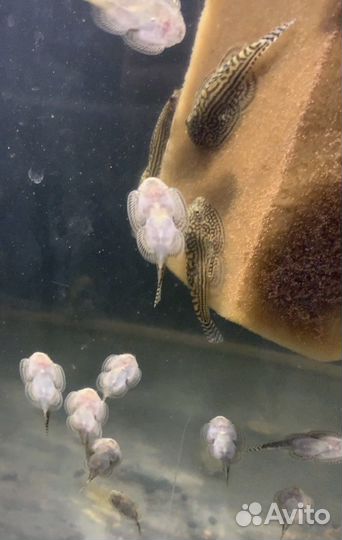 Аквариумные рыбки, улитки, креветки, лягушки