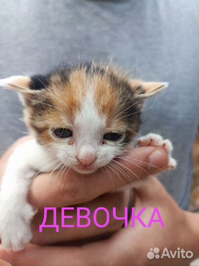 Котята;Черноморское Крым