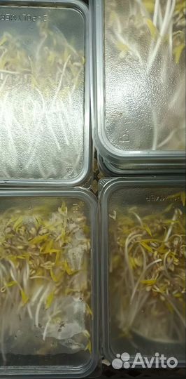 Ростки Маш бобы мунг