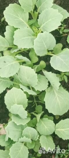 Рассада капусты Июньская, слава, подарок