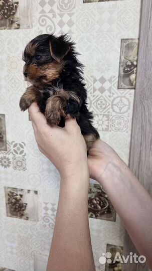 Йоркширский терьер мини беби фейс щенки