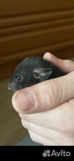 Крысята породистые