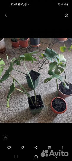 Многолетние растения