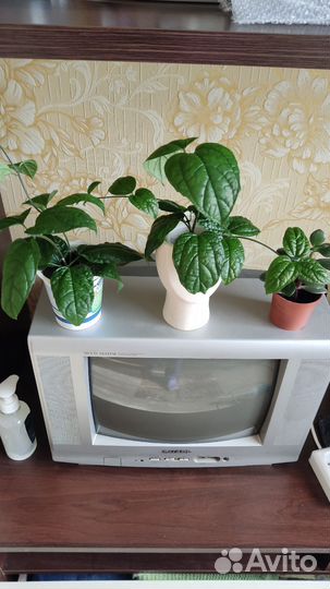 Клеродендрум томпсон