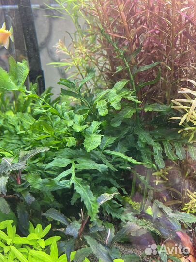 Аквариумные растения