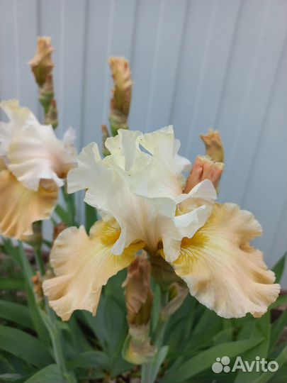 Ирисы бородатые