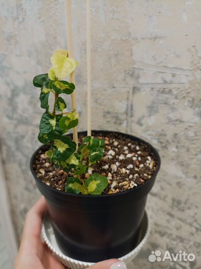 Фикус Пумила Вишес триколор