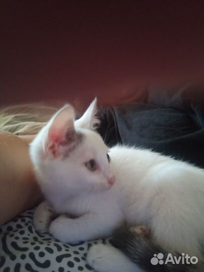 Котик
