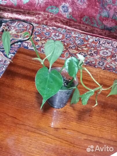 Филодендрон