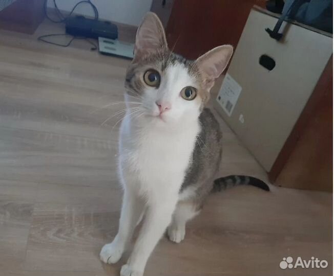 Красивый котик ищет старых или новых хозяев