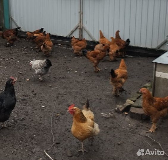 Домашние курочки