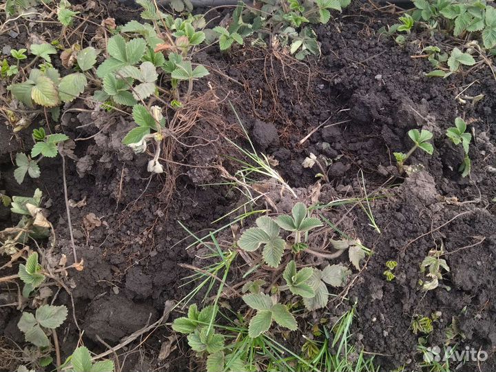 Клубника лесная