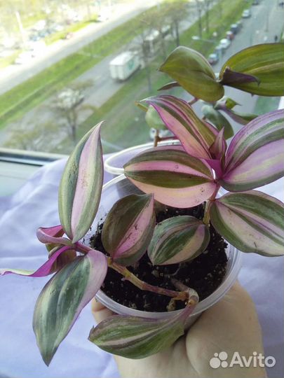 Традесканция