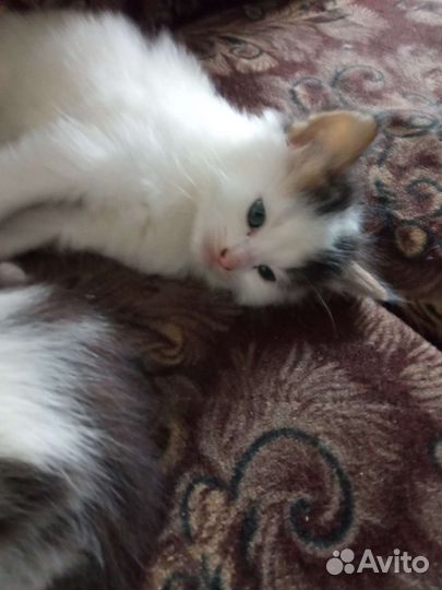 Отдам в заботливые руки, кушают, ходят в лоток