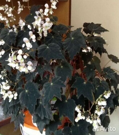 Бегония Клеопатра