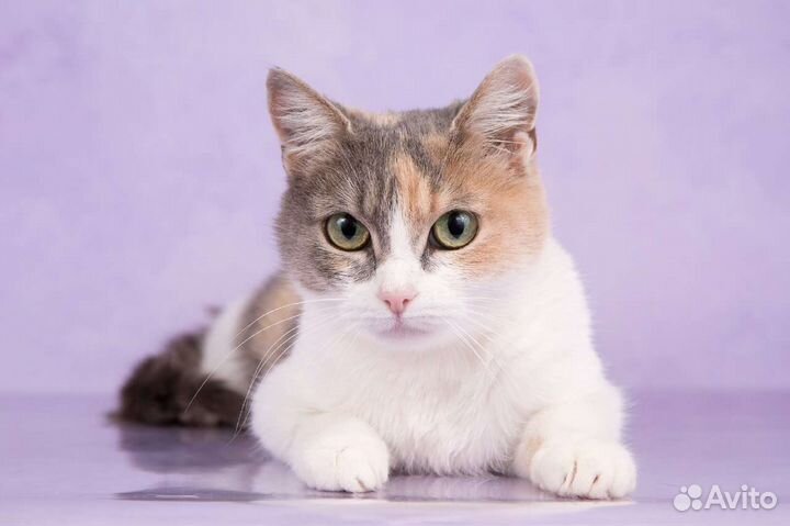 Кошки в добрые руки