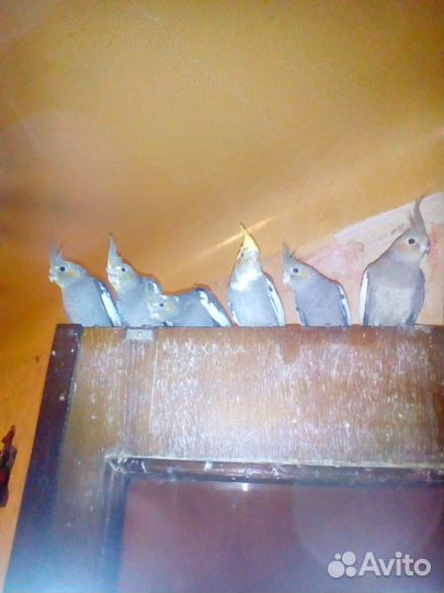 Попугаи Корелла продаю