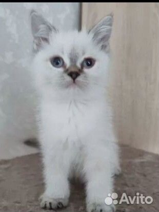 Шотландский котёнок