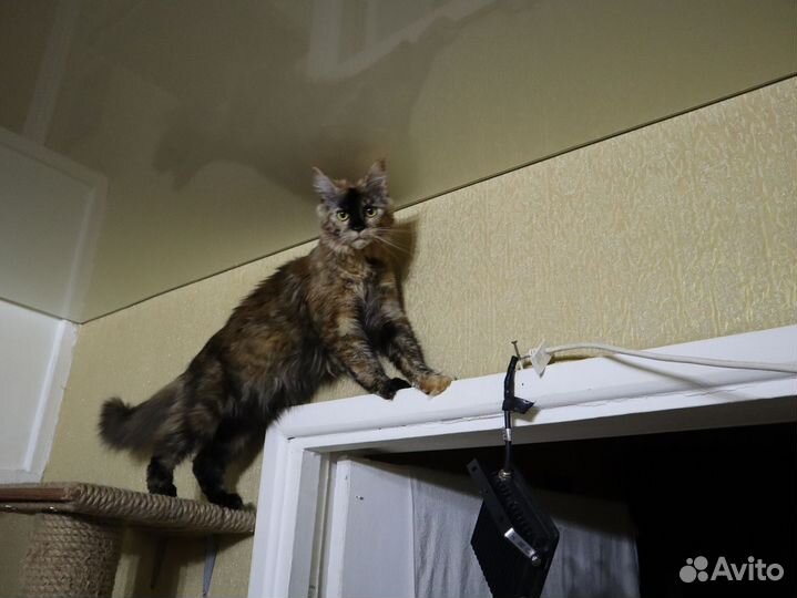 Девочка-подросток Мейн Кун